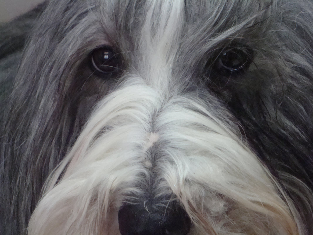 Rescue - Great Lakes Bearded Collie Club